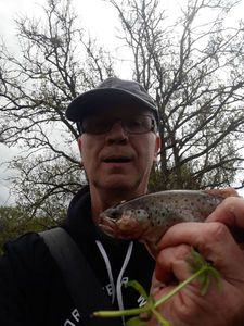 Rainbow Trout
