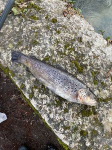 Sea Trout