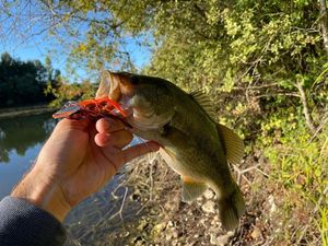 Largemouth Bass