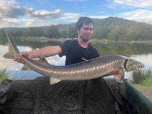 Sturgeon
