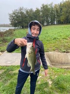 Largemouth Bass