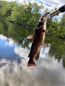 Brown Bullhead