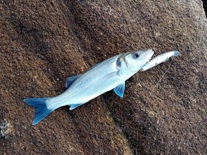 European Bass (Seabass)