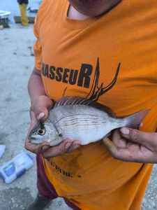 Black Seabream