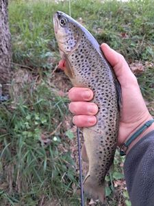 Brown Trout