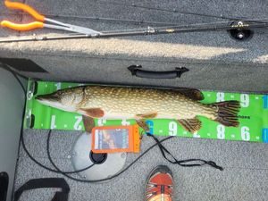 Northern Pike