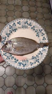 Black Seabream