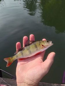 European Perch