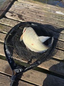 Common Bream