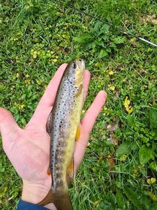 Brown Trout