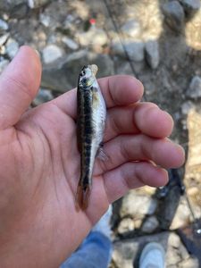 Common Minnow