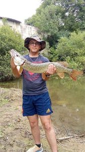 Northern Pike