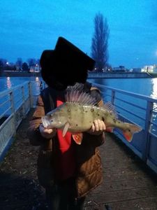 European Perch