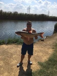 European Whitefish