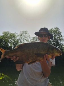 White bream