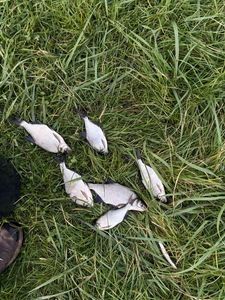 Common Bream