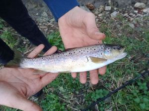 Brown Trout