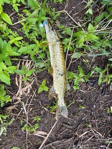 Northern Pike