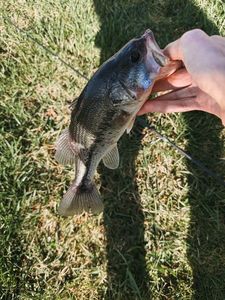 Largemouth Bass
