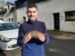 Common Carp