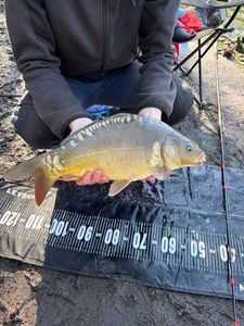 Leather Carp
