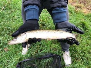 Northern Pike