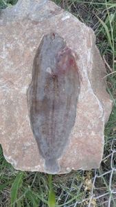 Lemon Sole