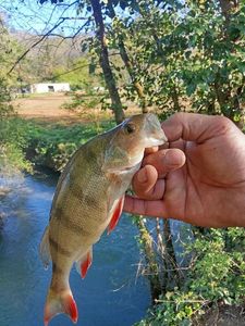 European Perch