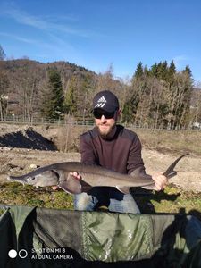 Sturgeon