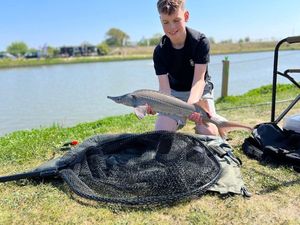 Sturgeon