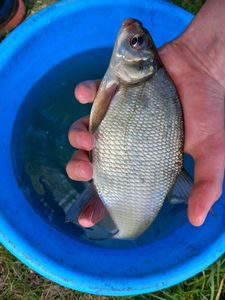 Common Bream