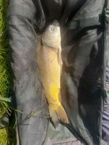 Mirror Carp