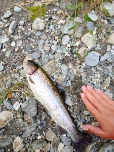 Rainbow Trout