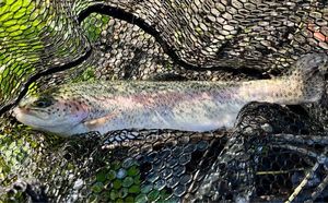Rainbow Trout