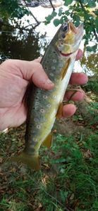Brown Trout