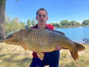 Common Carp