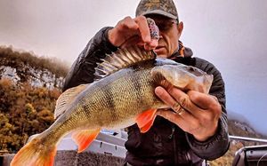 European Perch