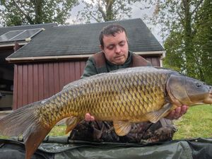 Common Carp