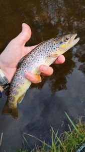 Brown Trout