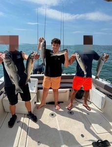 European Bass (Seabass)