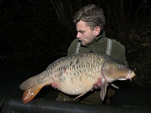 Mirror Carp