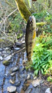 Brown Trout