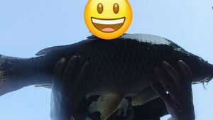 Common Carp