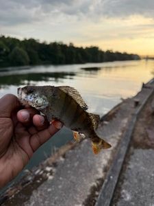 European Perch