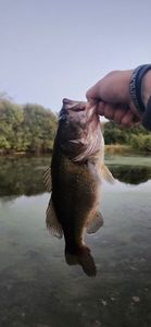 Largemouth Bass