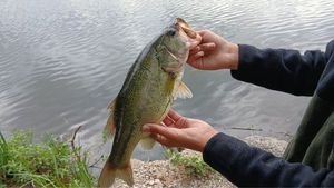 Largemouth Bass