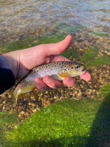 Brown Trout