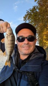 European Perch