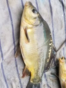Mirror Carp