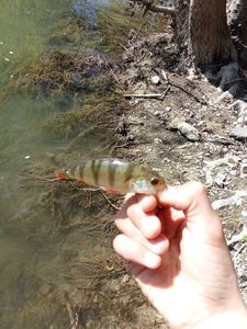 European Perch